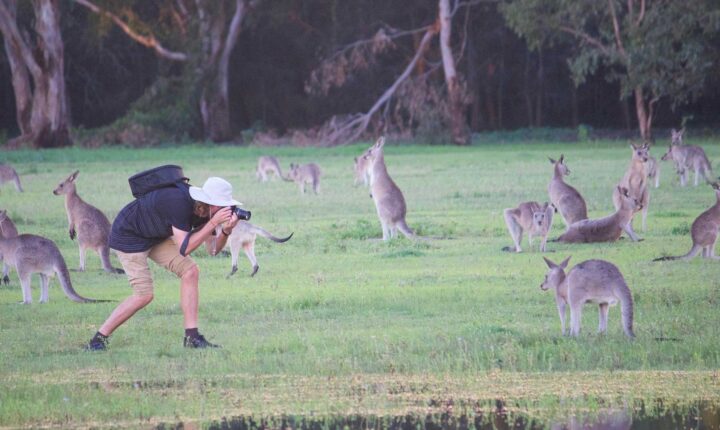 animales-peligrosos-en-australia